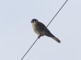 American Kestrel in January