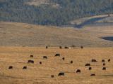 Montana Cattle in January