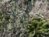 January Sagebrush and Moss