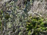 January Sagebrush and Moss
