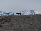 Cow in February