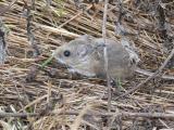 Deer Mouse in Grasses