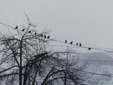 Birds with an Audience