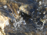 Sunlight on a Flowing Stream