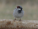 Early Spring Sparrow