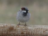 Early Spring Sparrow