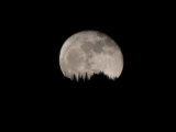 Moonrise over Trees