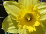 Daffodil Closeup
