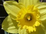 Daffodil Closeup
