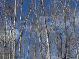 Trees and Blue Sky in April