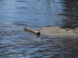 Log at the Waters Edge