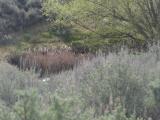 Patch of Cattails