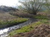 Stream and Willow in April