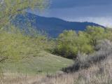 Willows in a Creek Valley