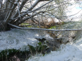 Under the Willow, Spring & Winter