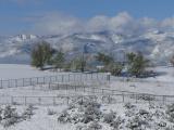 Fences and Trees in the Snow