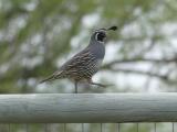 Quail on a Rail
