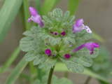 Henbit Deadnettle