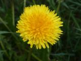 Sunny Dandelion