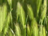 Spring Green