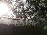 Willow Branch with Afternoon Sun