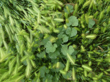 Mallow in the Grass