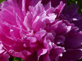 Vibrant Pink