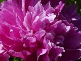 Vibrant Pink