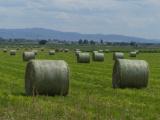 Round Bales