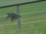 Sparrow Departure
