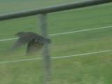 Sparrow Departure