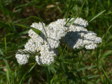 Grass in Yarrow