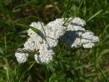 Grass in Yarrow