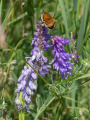 Butterfly and Purple Flowers