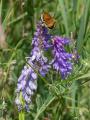 Butterfly and Purple Flowers