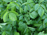Potato Garden