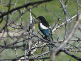 Magpie in a Maze of Branches