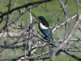 Magpie in a Maze of Branches