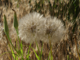 Stages of Goatsbeard