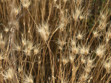 Tan Seedhead Sprays