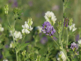Purple and White Alfalfa