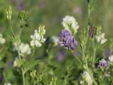 Purple and White Alfalfa