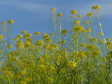 Mustard Patch