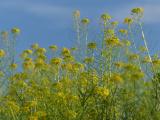 Mustard Patch