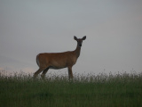 Deer in the Grass
