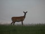 Deer in the Grass