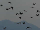 Cluster of Flying Birds