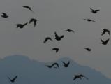 Cluster of Flying Birds
