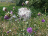 Seeding Thistle