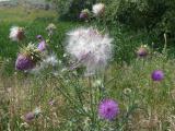 Seeding Thistle